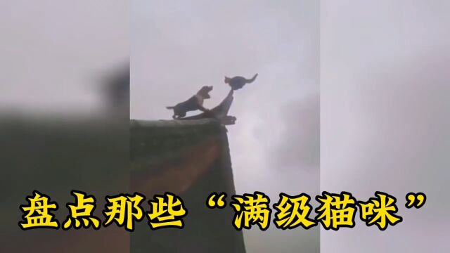 盘点哪些“满级喵咪”