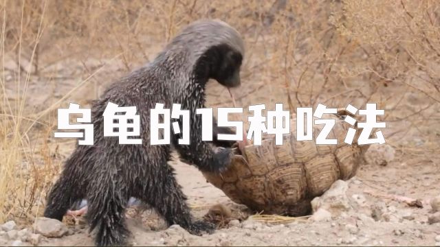 乌龟的15种吃法,看一下平头哥、狮子、鳄鱼、螃蟹都是怎么吃的?