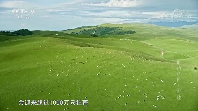 【农业地理】地理视角看什么是转场!天山不是一座山?!天山以北的世界原来是这么美!由“天山南坡无树”引发的思考!