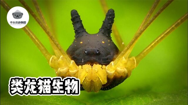 神秘的海仙人掌你见过吗?这种类似龙猫的生物你也没见过吧!