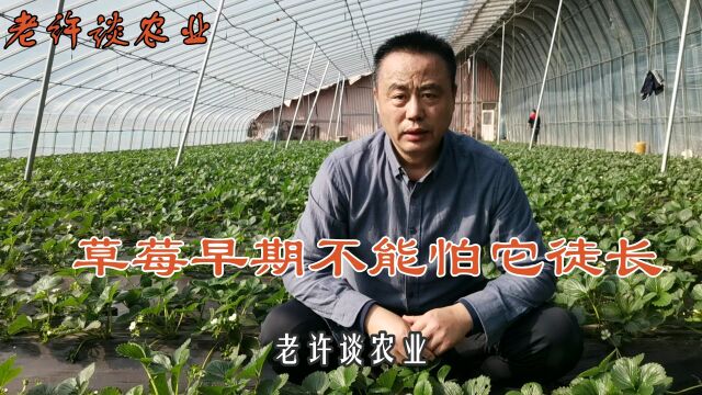 老许谈农业分享:草莓早期你不要怕他徒长!