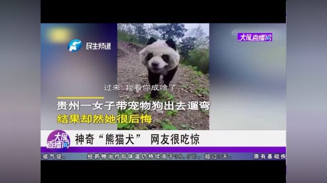 神奇“熊猫犬”,网友很吃惊