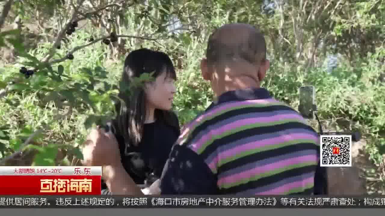 打造“一体化”服务 乐东推进电商助农