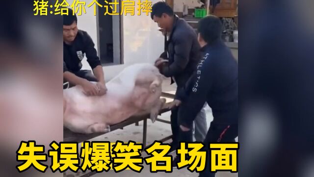 盘点失误爆笑名场面,没想到被猪来了个过肩摔,太搞笑了