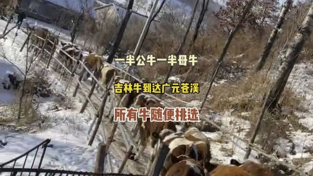 广安中转站广元苍溪场地吉林牛回来了,公牛母牛都有,这下很方便