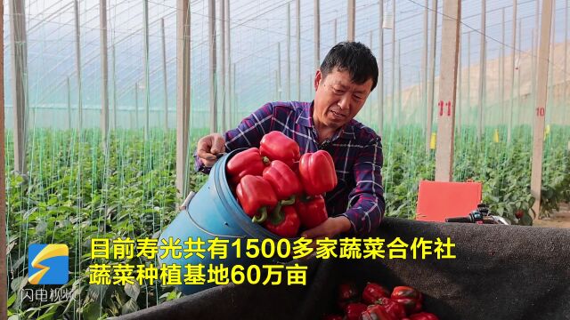 稳好“菜篮子” !寿光蔬菜日产达1万吨以上 蔬菜供应不断档