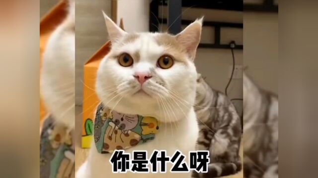 盘点那些会说话的小猫咪