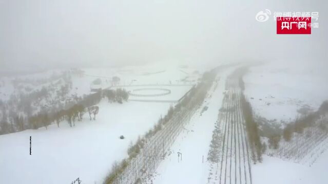 新疆大漠胡杨被白雪覆盖宛若童话世界.