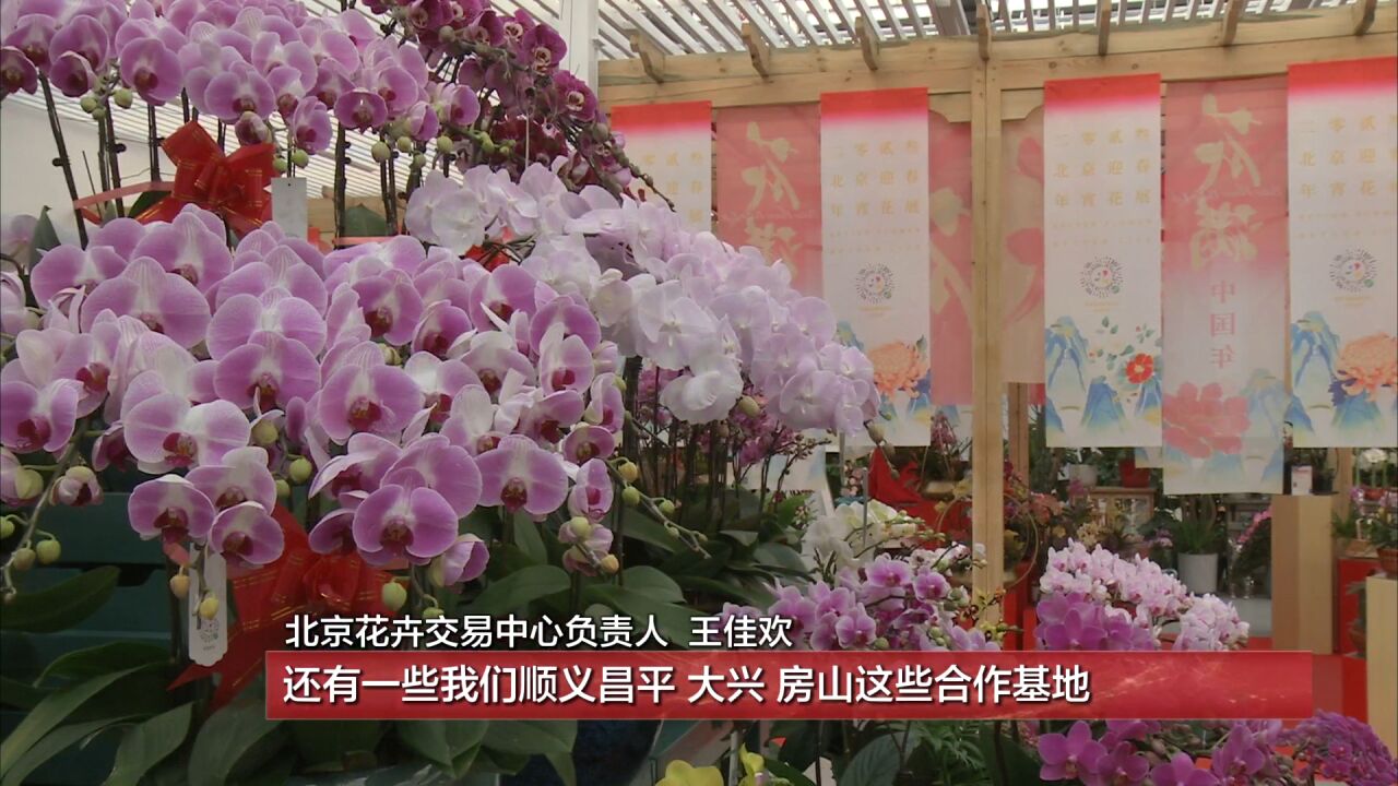 首都春节年宵花市场保供 “年宵花”丛中的“小蜜蜂”