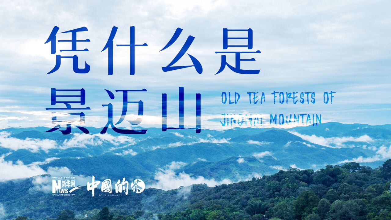 景迈山申遗成功,云南这座古茶林什么来头?