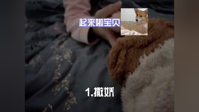 :哄老婆起床四部曲