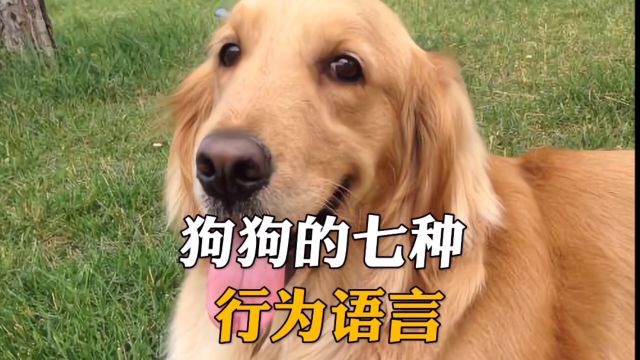 狗狗的七种行为语言,你知道几种?