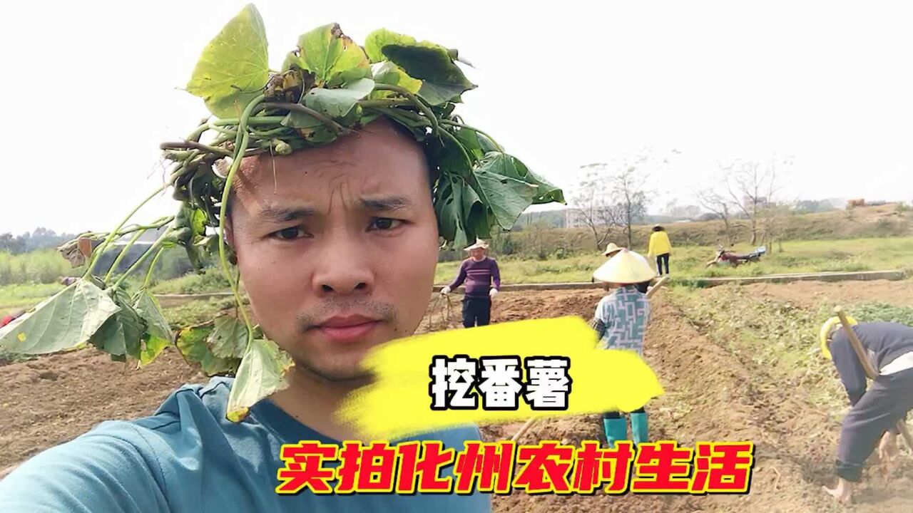 回化州农村老家挖番薯,好好感受我们农村人的生活