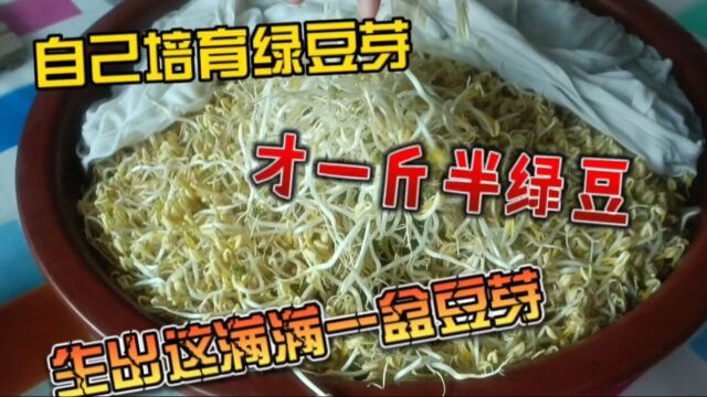 岳母培育的绿豆芽,绿色无添加.才一斤半绿豆生出这么一大盆豆芽