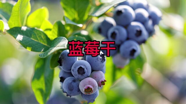 自以为蓝莓是长在树上的吗?带你探索蓝莓干制作工厂.