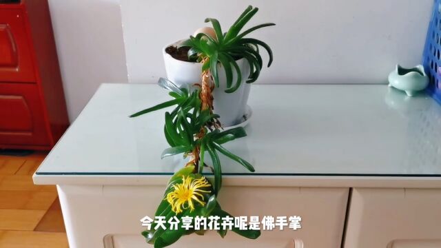 佛手掌叫佛手托金,日常这样养护才能肉质叶片肥厚翠绿,开花不断