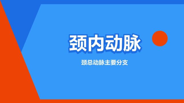 “颈内动脉”是什么意思?