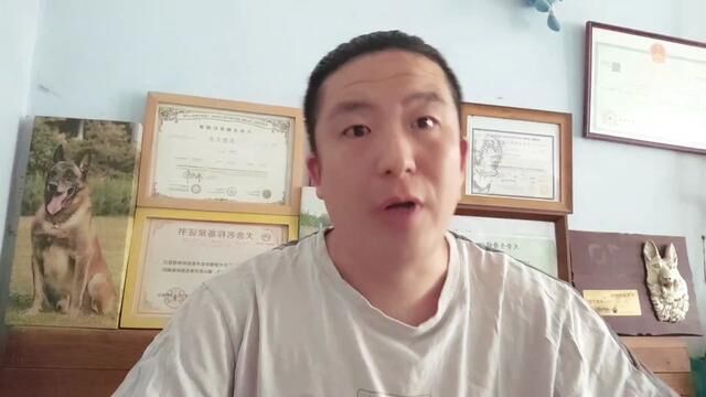 387跑的最快的狗#格力犬 #灵缇 #惠比特