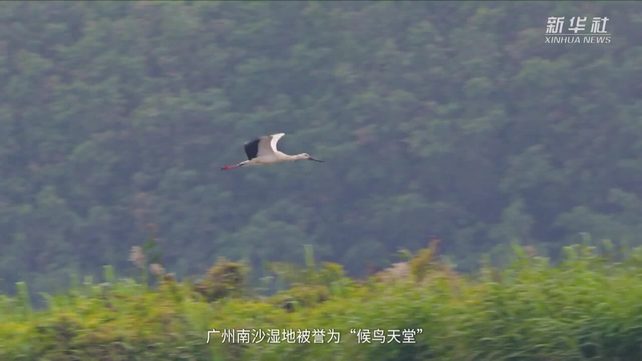 鸟瞰珠三角“候鸟天堂”南沙湿地