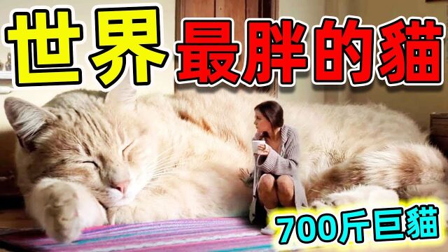 全世界最胖的10只猫,第一名体重超过700斤