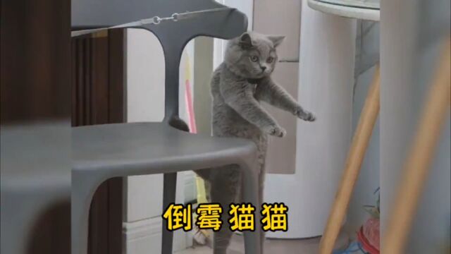 那些猫咪的倒霉瞬间#傻猫的日常 #猫咪的迷惑行为 #沙雕动物 #搞笑视频.