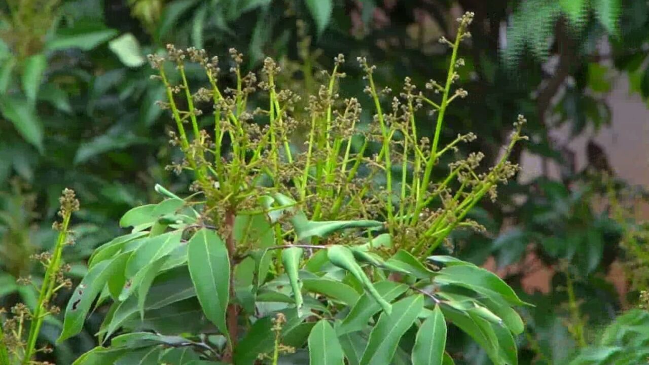 春意渐浓! 广东茂名荔花知春早,荔农壮花忙