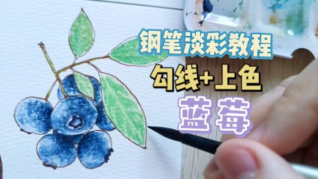 钢笔淡彩勾线+上色教程|蓝莓|含讲解