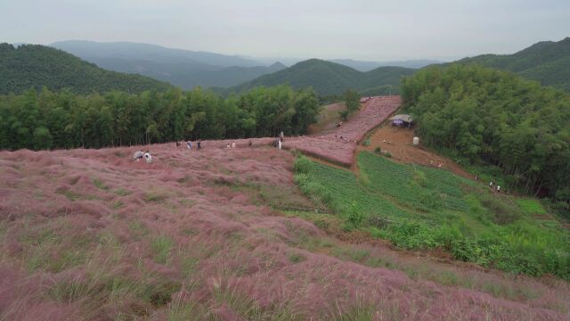 宁波网红景点粉黛花海出行攻略,赶紧收藏