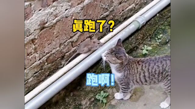 猫咪能有什么坏心思,它只想看老鼠走钢丝!