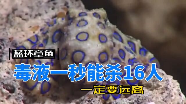 它的毒液一秒能杀16人,蓝环章鱼到底有多恐怖?