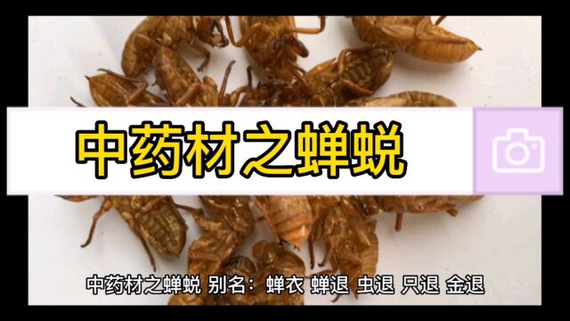 003中药材之蝉蜕