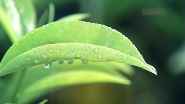 雨水丨雨落,万物生