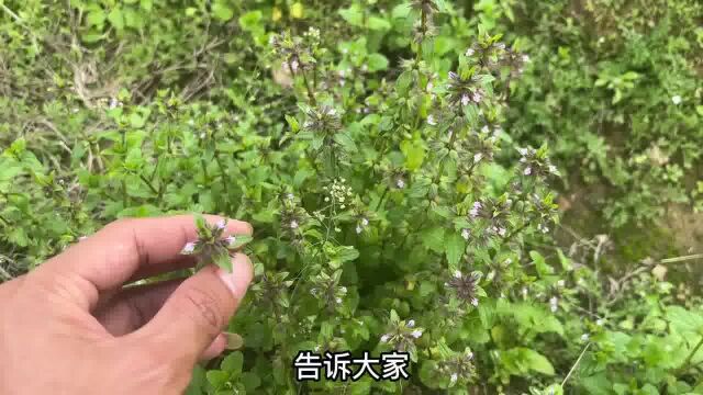 农村不起眼田间长的“痔疮草”,它用途非常的强大,一起认识下