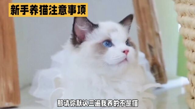 新手养猫攻略,铲屎官需要知道的事