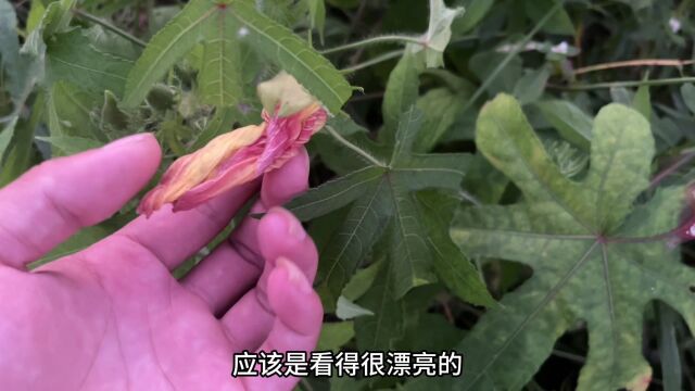 农村不起眼的“止红草”,它的用途厉害你知道吗?赶紧认识了解下