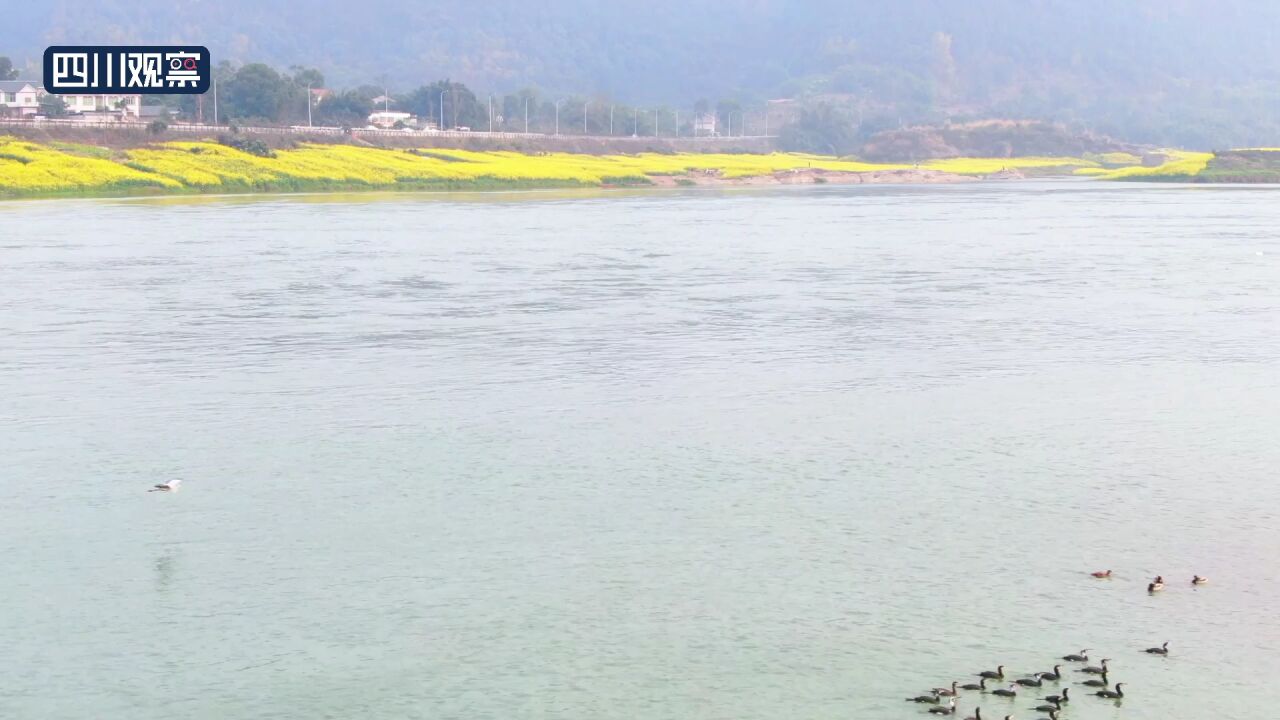 川渝好风光丨宜宾南溪长江边万亩油菜花怒放