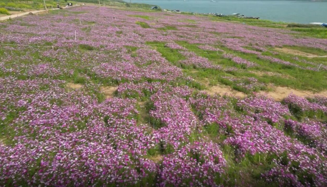 美不胜收!广东云浮30亩格桑花开江滩