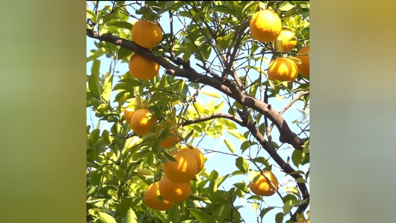 橘子挂枝头,道路飘清香