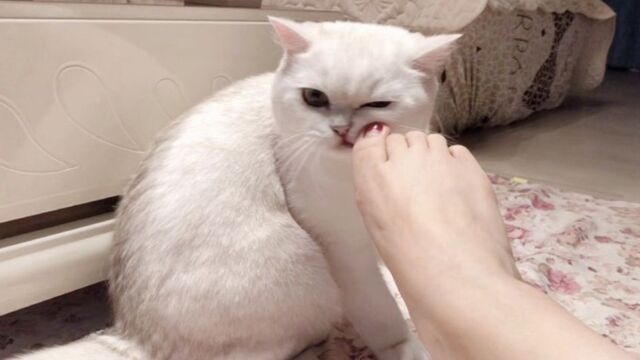 主人的脚到底是有多臭,猫咪都被熏成表情包了!猫:呕,咸鱼?