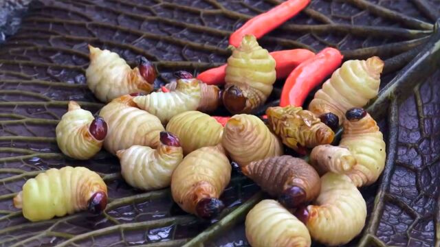 越南美食一口牛肉的四倍蛋白质满满,虫哥又烹饪橡皮虫