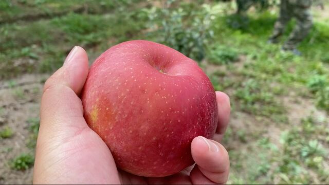 沈阳唯一原生态富硒寒富苹果采摘园十一开园啦!关注驴哥优惠多多 #果园直采新鲜水果 #优质农产品 #新农人计划2023