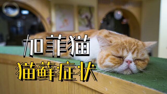 加菲猫猫藓会有什么症状?铲屎官要注意看!