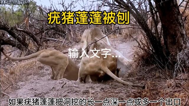 疣猪蓬蓬摊狮子操家#看动物世界品百味人生 #奇妙的动物 #弱肉强食的动物世界 #动物世界 #自然界动物各种奇特捕食画面大全.