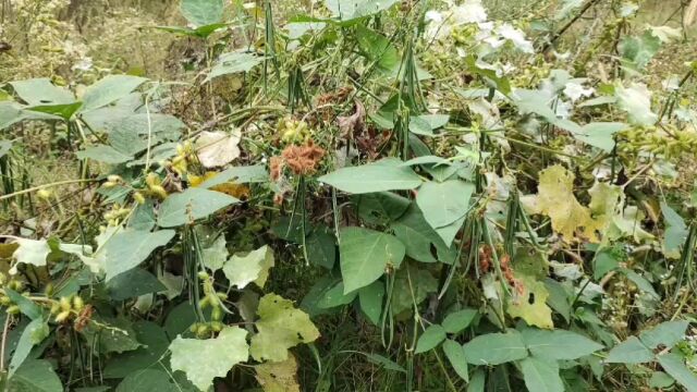 湖南农村这种野生大豆外国商人出10万买种子能卖吗?