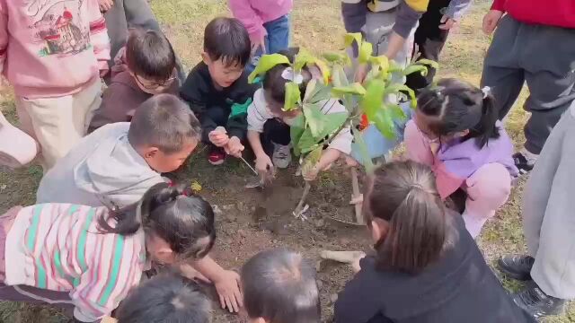 植树视频植树节