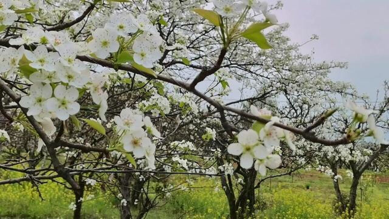 广西壮族自治区桂林市,这个春天来桂林赏花吧