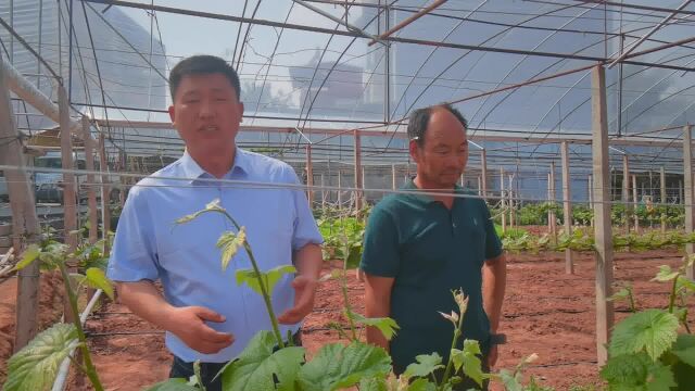 葡萄施肥回访四川陈大哥葡萄,用沃叶微生物菌剂+矿源黄腐酸钾+锌肥.枝条粗壮、花多花好,营养珠多,龙头低垂,根系好,树体养分足.