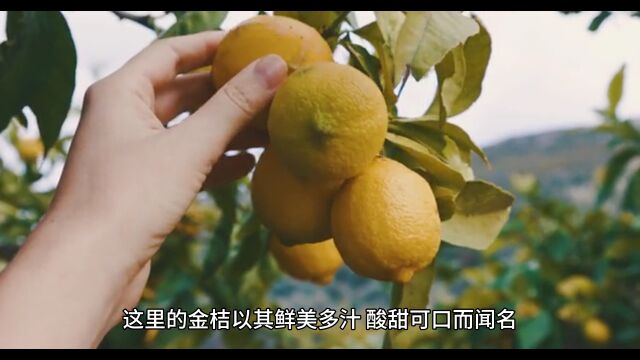 湖南浏阳金桔是地标性农产品