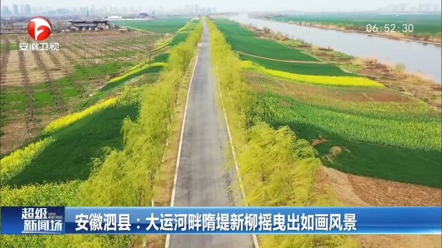 安徽泗县:大运河畔隋堤新柳摇曳出如画风景