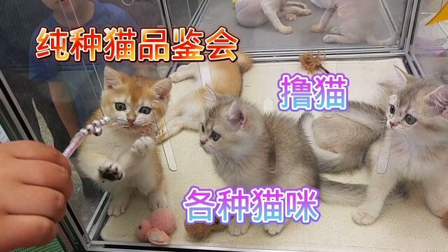 纯种猫品鉴会